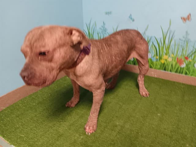 Skyler, a Pit Bull Terrier, available for adoption