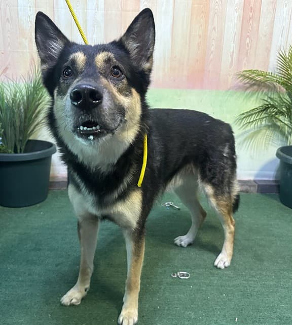 Stark, a Siberian Husky, available for adoption