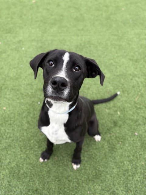 Snoopy, a Pit Bull Terrier, available for adoption