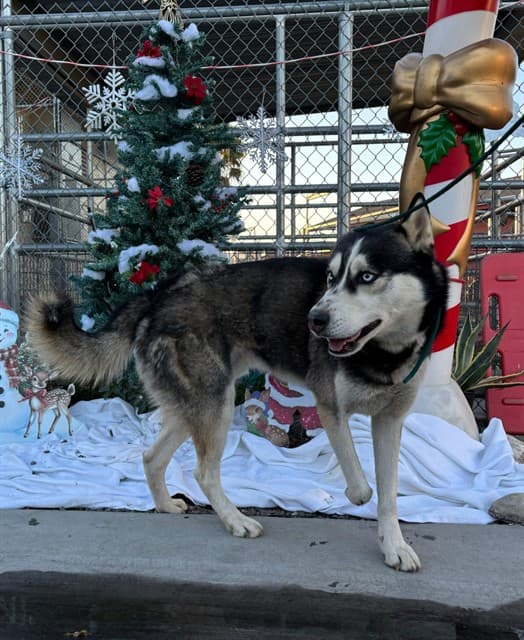 Atlas, a Siberian Husky, available for adoption