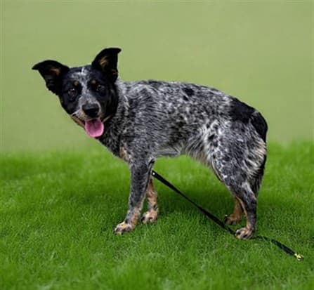 Lala, a Australian Cattle Dog/Blue Heeler, available for adoption