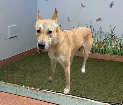 Greta, a German Shepherd, available for adoption