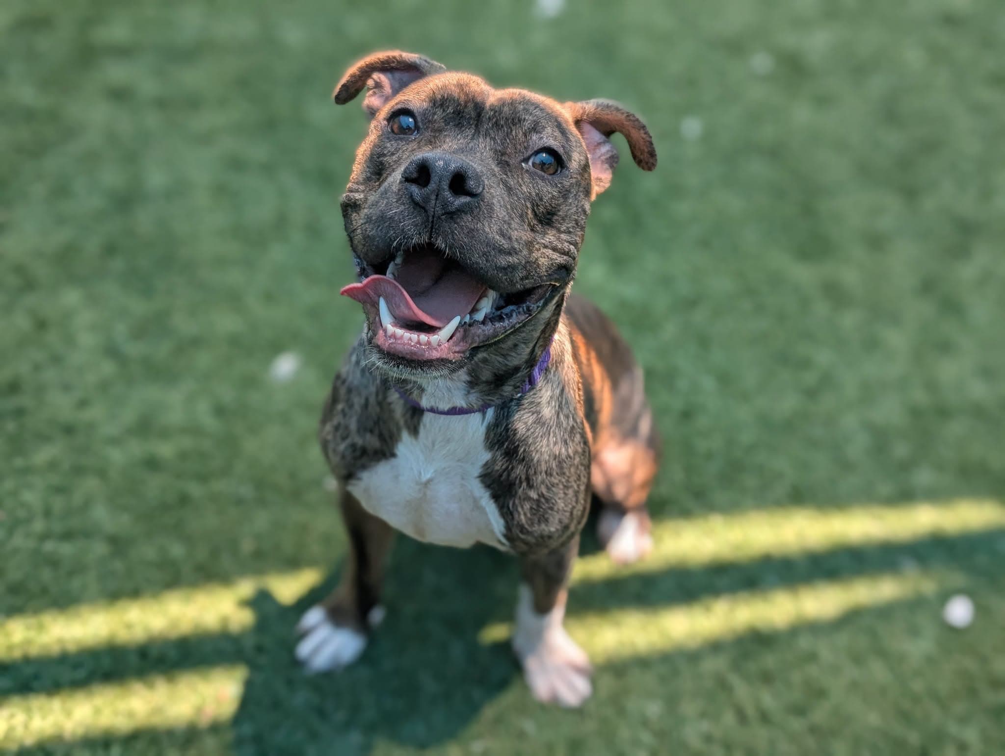 Debo, a American Staffordshire Terrier, available for adoption