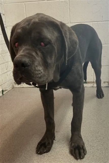 Pearl, a Cane Corso Mastiff, available for adoption