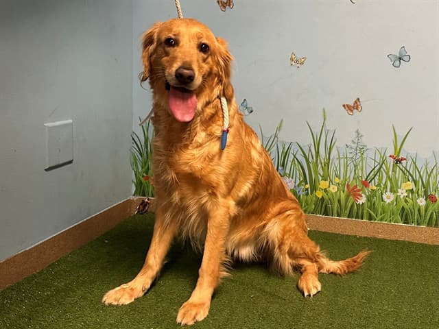 A5739379, a Golden Retriever, available for adoption