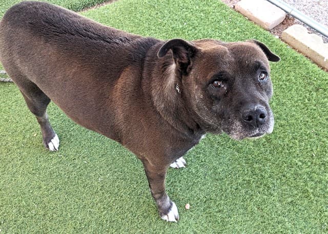 Manzanita, a Black Labrador Retriever (mix breed), available for adoption