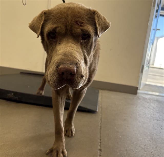 Gideon, a Shar Pei, available for adoption