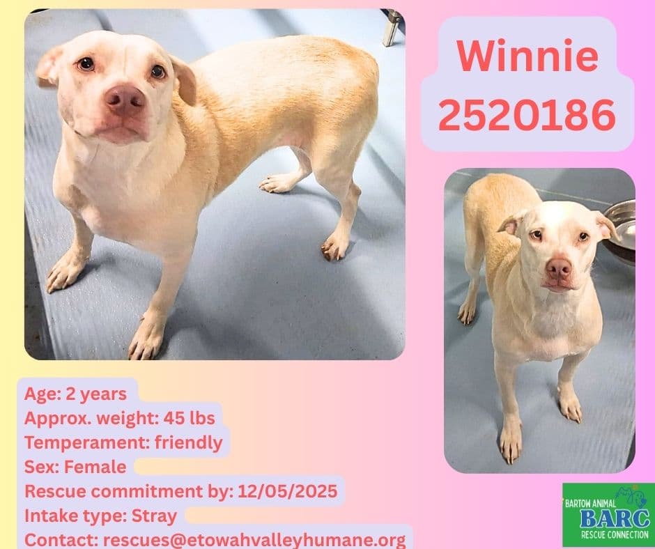 Winnie, a Labrador Retriever, available for adoption