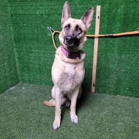 Sam, a German Shepherd, available for adoption