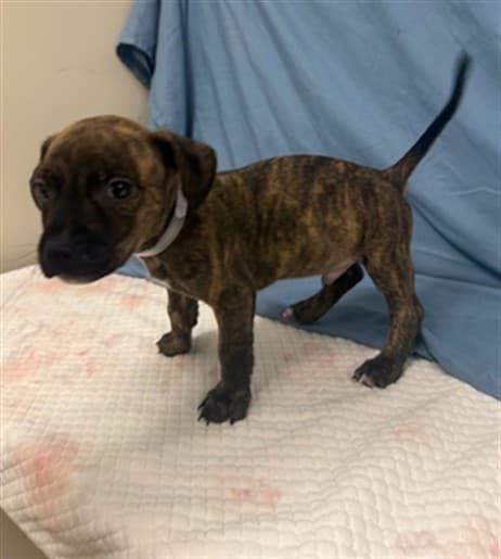 Forest, a Pit Bull Terrier, available for adoption