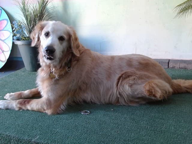 A5739544, a Golden Retriever, available for adoption