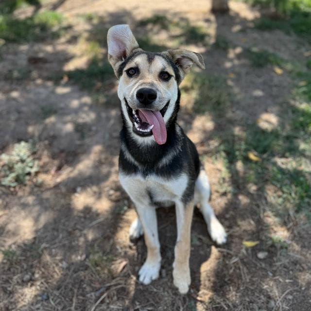Shadow, a German Shepherd, available for adoption