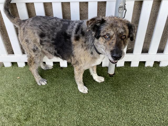 Manaki, a Australian Shepherd, available for adoption