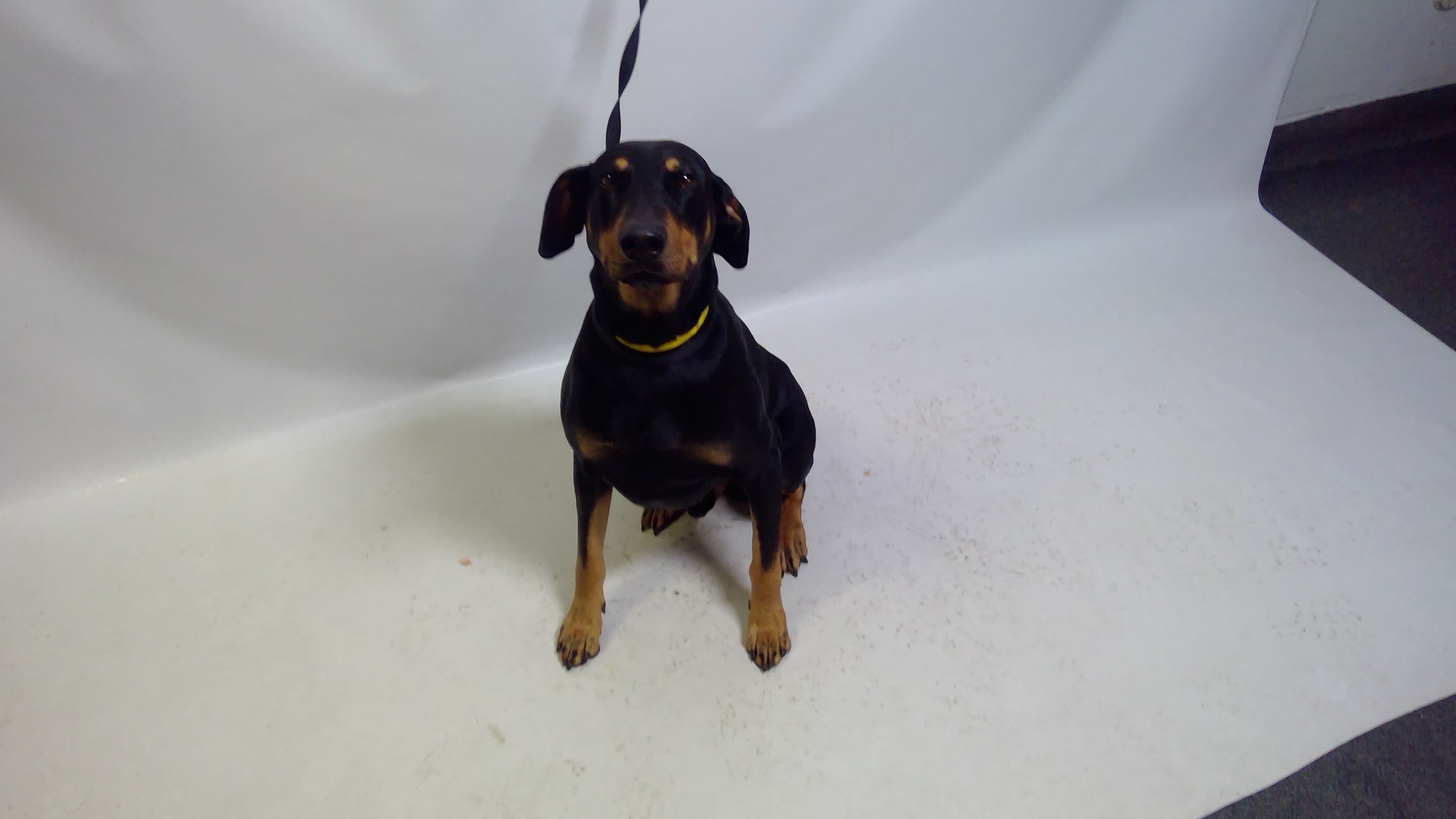 26-05216, a Doberman Pinscher (mix breed), available for adoption