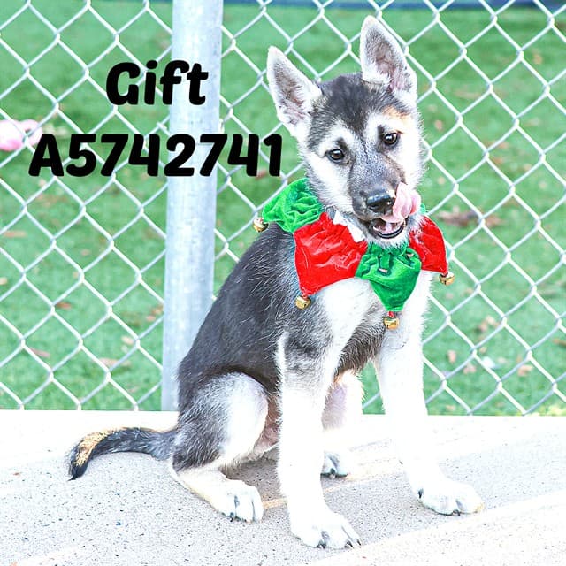 Gift, a Siberian Husky, available for adoption