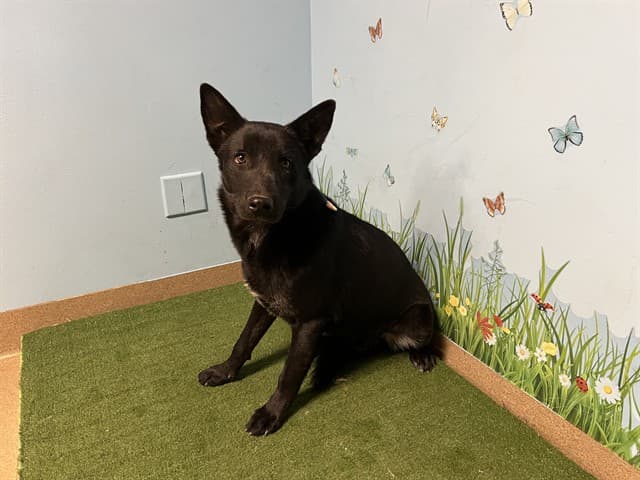 Harris, a Belgian Shepherd Malinois, available for adoption