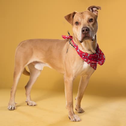 Chase7, a Terrier, available for adoption
