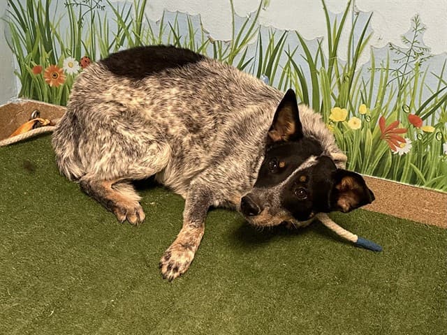 Carmelo, a Australian Cattle Dog/Blue Heeler, available for adoption