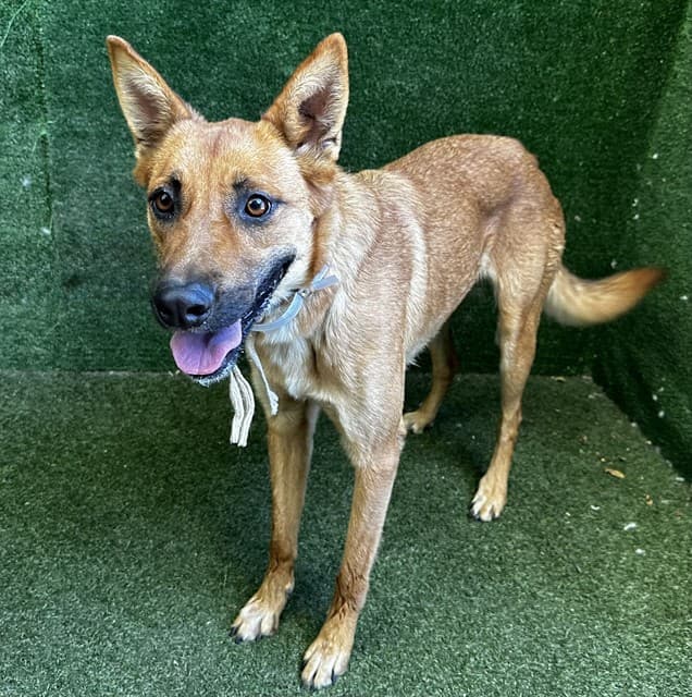 Nala, a German Shepherd, available for adoption
