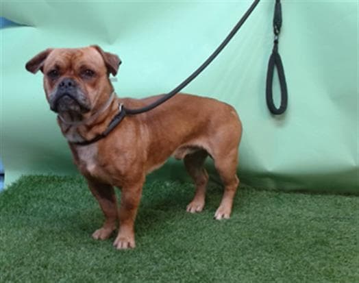 Scooby, a French Bulldog, available for adoption