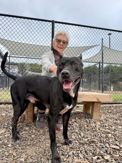 Ace5, a Terrier, available for adoption