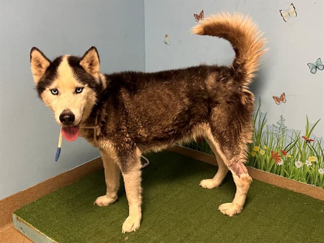 Rider, a Siberian Husky, available for adoption