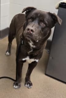 Achilles, a Labrador Retriever (mix breed), available for adoption