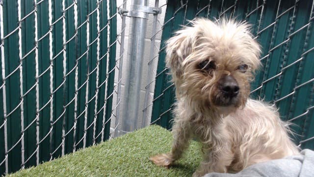 Yzma, a Terrier, available for adoption