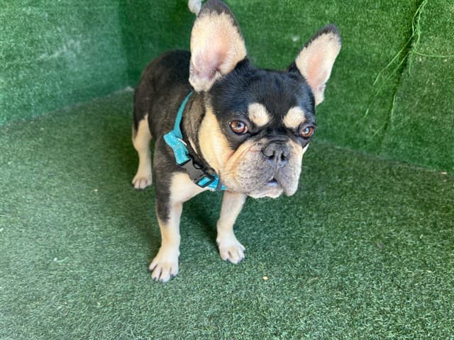 A5789155, a French Bulldog, available for adoption