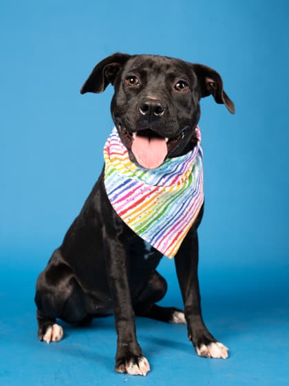 Bugs, a Black Labrador Retriever, available for adoption