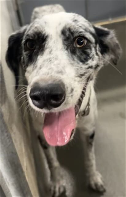 A034538, a Catahoula Leopard Dog, available for adoption