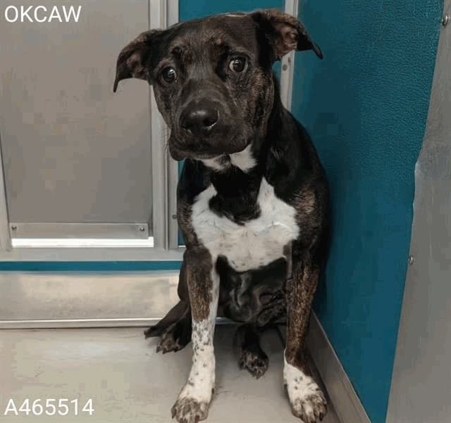 Pickles, a Bull Terrier, available for adoption