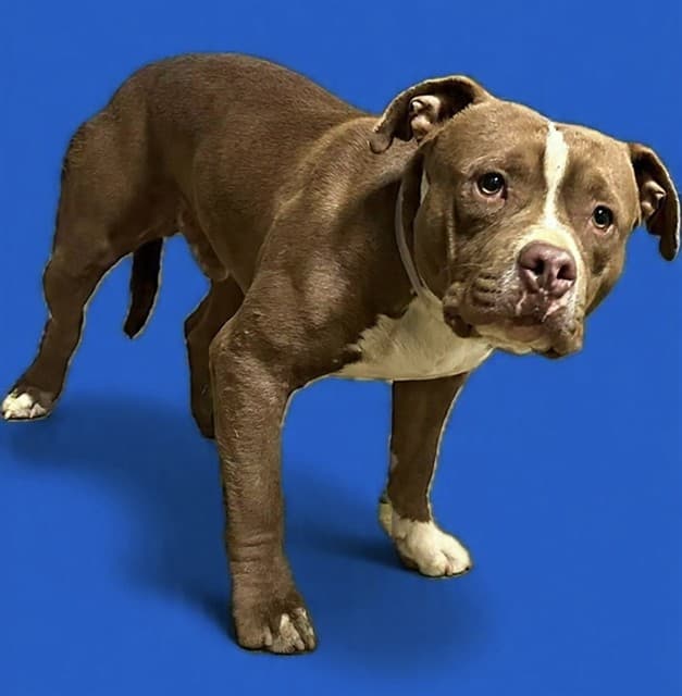 Sanders, a Pit Bull Terrier, available for adoption
