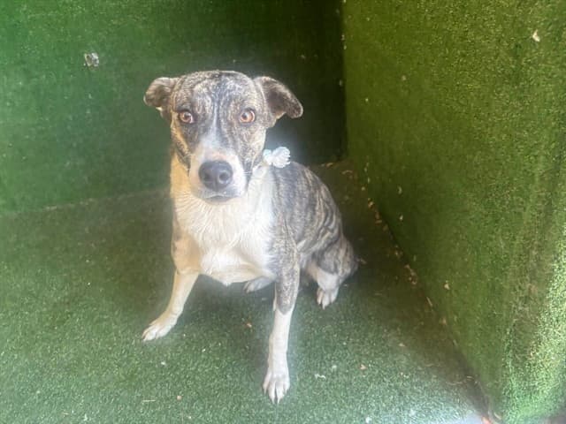 Noel, a Pit Bull Terrier, available for adoption