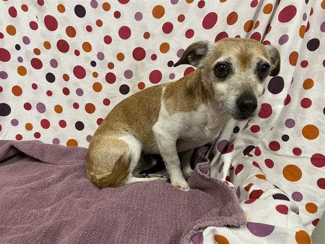 Snickers, a Chihuahua, available for adoption