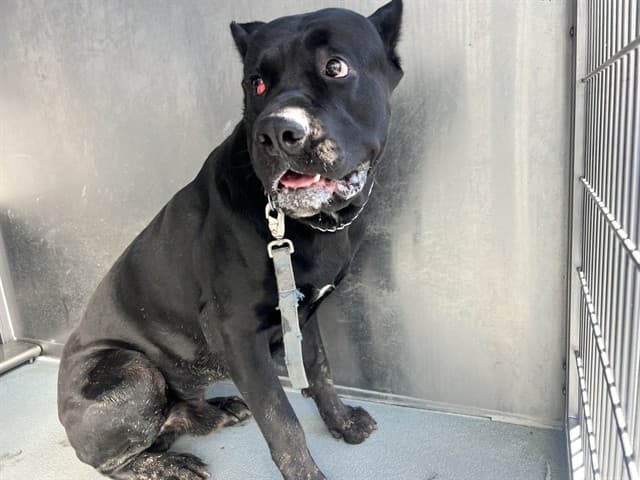 Rowdy, a Cane Corso Mastiff, available for adoption