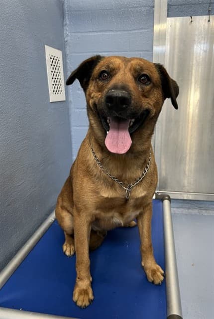 Hercules, a Australian Cattle Dog/Blue Heeler, available for adoption
