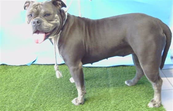 Squishy, a American Bulldog, available for adoption