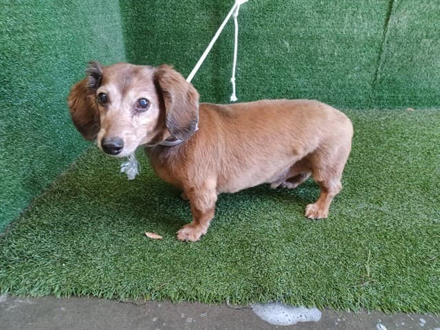 Max, a Dachshund, available for adoption