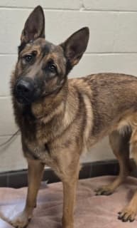 Mantis, a German Shepherd (mix breed), available for adoption