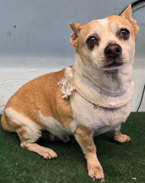 Lucky, a Chihuahua, available for adoption
