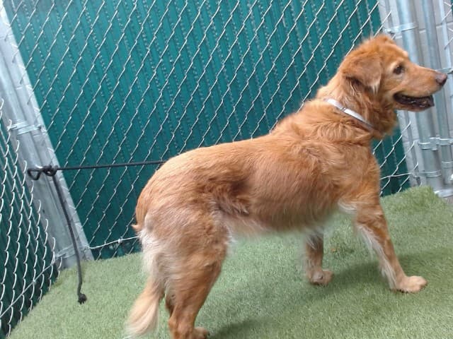 Daffodil, a Labrador Retriever, available for adoption