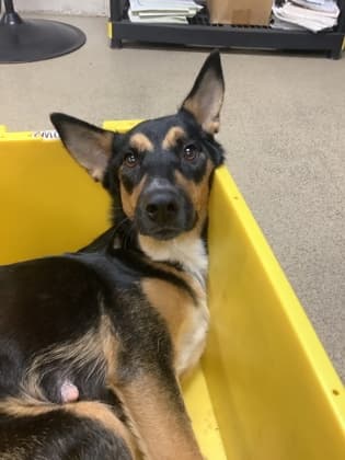 Ginger, a Shepherd, available for adoption
