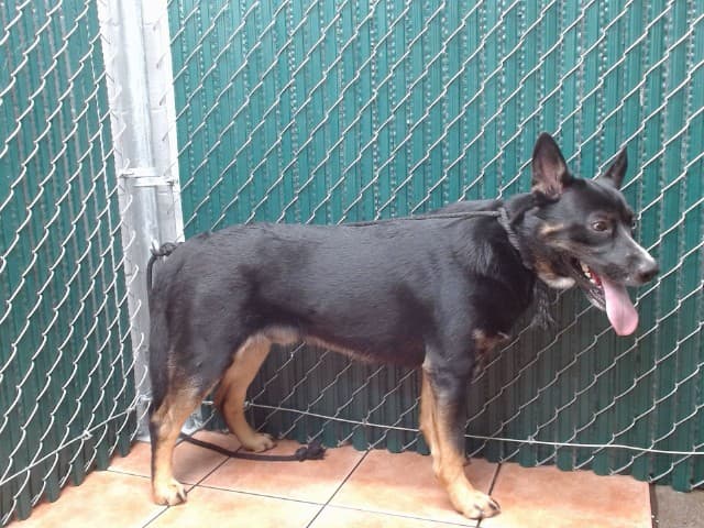 Austin, a Australian Kelpie, available for adoption