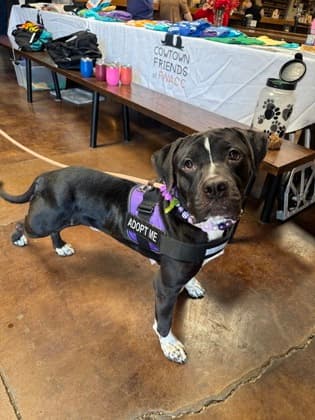 Esther, a Pit Bull Terrier, available for adoption