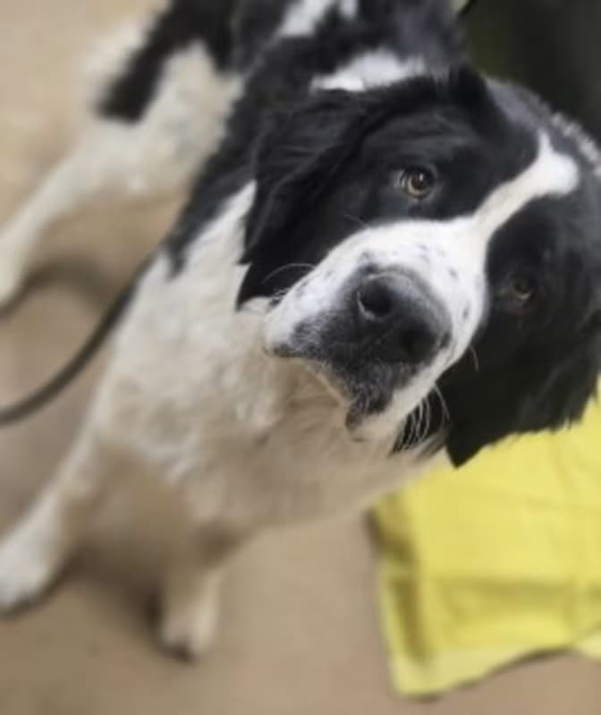 Kodiac, a Saint Bernard St. Bernard (mix breed), available for adoption