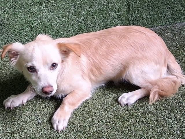 Stanley, a Terrier, available for adoption
