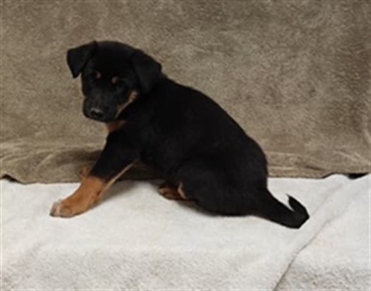 Maurice, a German Shepherd, available for adoption