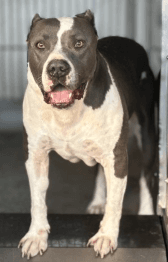 Lux, a Pit Bull Terrier, available for adoption
