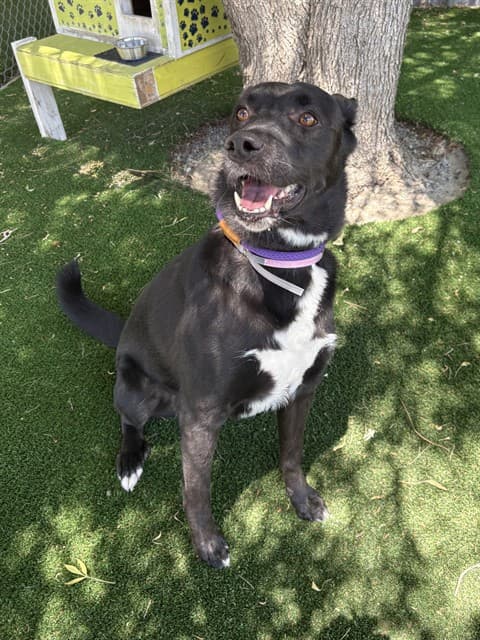 Orchid, a Australian Kelpie, available for adoption